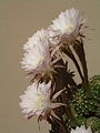 Echinopsis multiplex.jpg