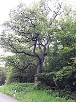 Oak in the curve of the L141 OTW-Welschbach