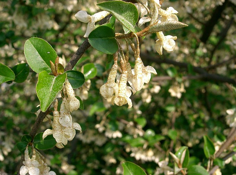 File:Elaeagnus multiflora1.jpg