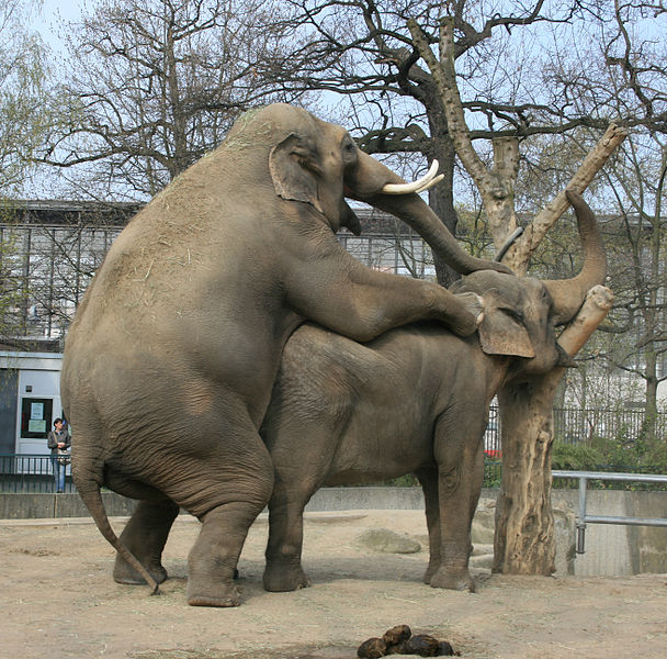 File:Elephant Berlin Zoo having Sex cropped.JPG