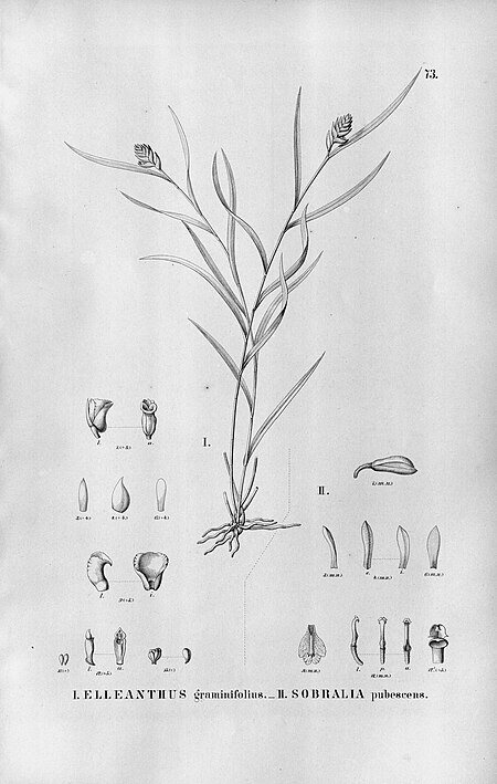 Palmorchis pubescentis