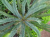 Encephalartos nubimontanus, Parque Terra Nostra, Furnas, Azoren