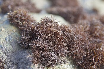 Close-up photo of Endocladia muricata (Nail Brush), showing diagnostic soft spines on branches. Endocladia muricata (Nail Brush).jpg