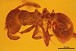 Enneamerus reticulatus GZG-BST04660 dorsaal.jpg