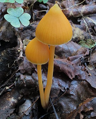 <i>Entoloma quadratum</i> Species of fungus