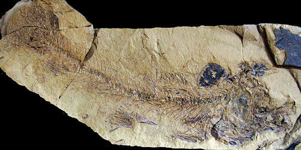 Eosalmo driftwoodensis fossil Klondike Mountain Formation