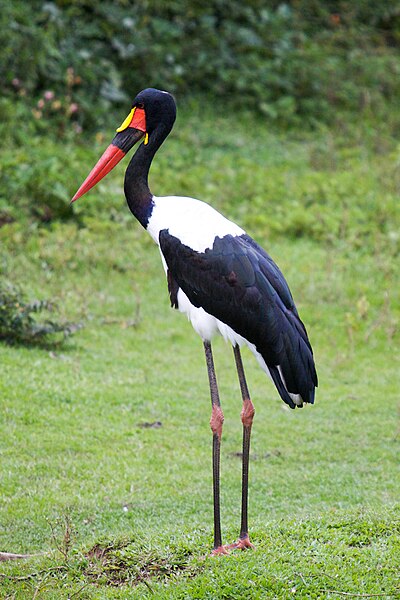 File:Ephippiorhynchus senegalensis -captive-8a.jpg