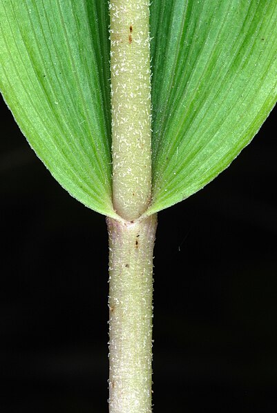 File:EpipactisHelleborine4.jpg