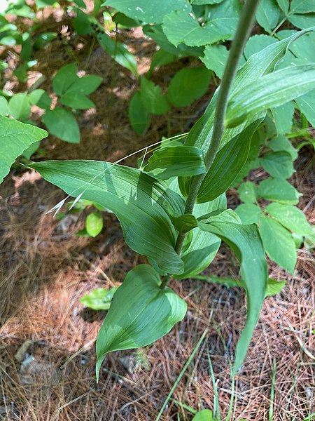 File:Epipactis helleborine 219648801.jpg