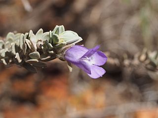 <i>Eremophila jucunda <span style="font-style:normal;">subsp.</span> pulcherrima</i> Subspecies of flowering plant