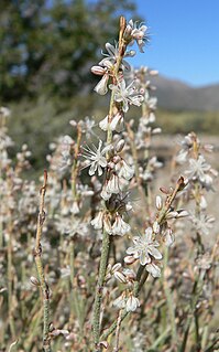 <i>Eriogonum panamintense</i> Species of wild buckwheat