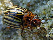 The Colorado potato beetle was considered as an EW weapon by nations on both sides of WWII Escaravello051eue.jpg