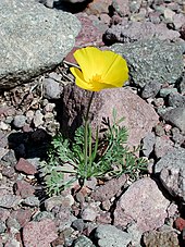 E. californica subsp. mexicana, Mexican gold poppy, Maricopa County, Arizona