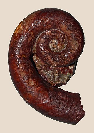 <span class="mw-page-title-main">Estonioceratidae</span> Extinct family of nautiloids