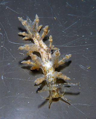 <i>Leostyletus misakiensis</i> Species of gastropod