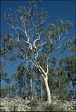 Thumbnail for Eucalyptus pachycalyx