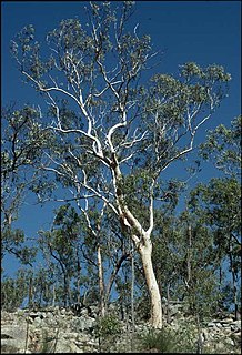 <i>Eucalyptus pachycalyx</i> Species of eucalyptus