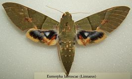 Eumorpha labruscae