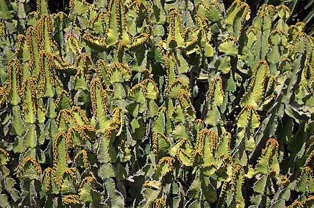 Euphorbia cooperi Branches with cyathia