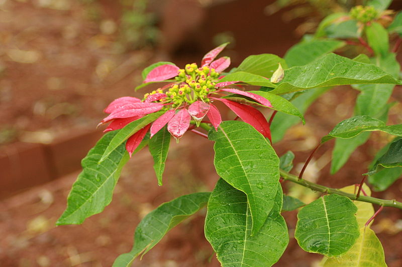 File:Euphorbia pulcherrima.jpg