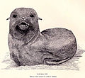 FMIB 32671 Fur Seal Pup.jpeg