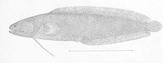 Dinematichthyini tribe of fishes