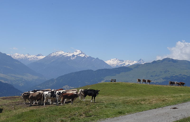 File:Falera Cows 1.JPG