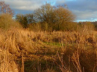 Farnham Mires Site of Special Scientific Interest in North Yorkshire, England