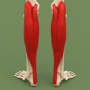Fascial compartments of leg (superficial posterior compartment) - posterior view.png