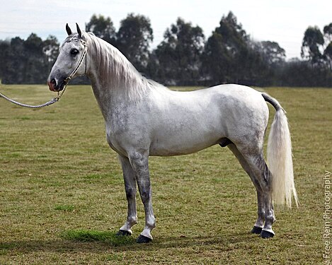 Montanabw raised the article on Lipizzan, a breed of horse, to good article status.