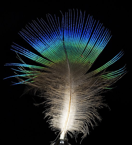 File:Feather of male Pavo cristatus (Indian peafowl).jpg