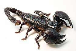Female Emperor Scorpion.jpg
