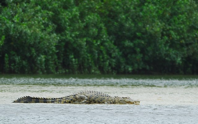 Image: Female croc