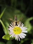 Syrphus ribesii