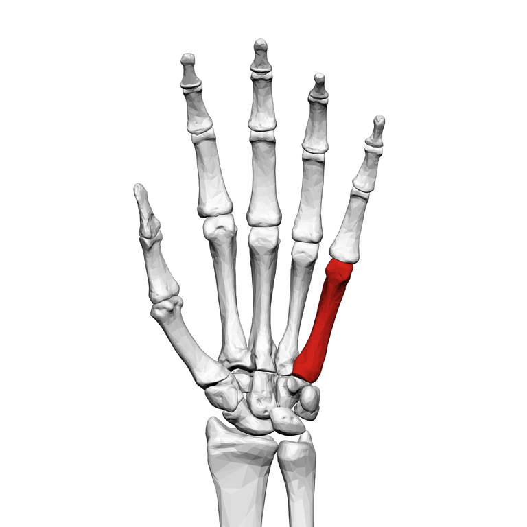 File:Fifth metacarpal bone (left hand) 01 palmar view.png - Wikimedia