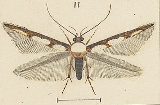 <i>Stathmopoda aristodoxa</i> Species of moth