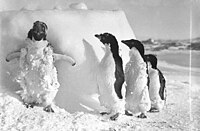 Samička tučňáka líná, případně ztrácí juvenilní peří