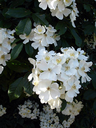 <i>Rosa filipes</i> Species of flowering plant