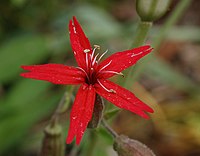 Silene virginica