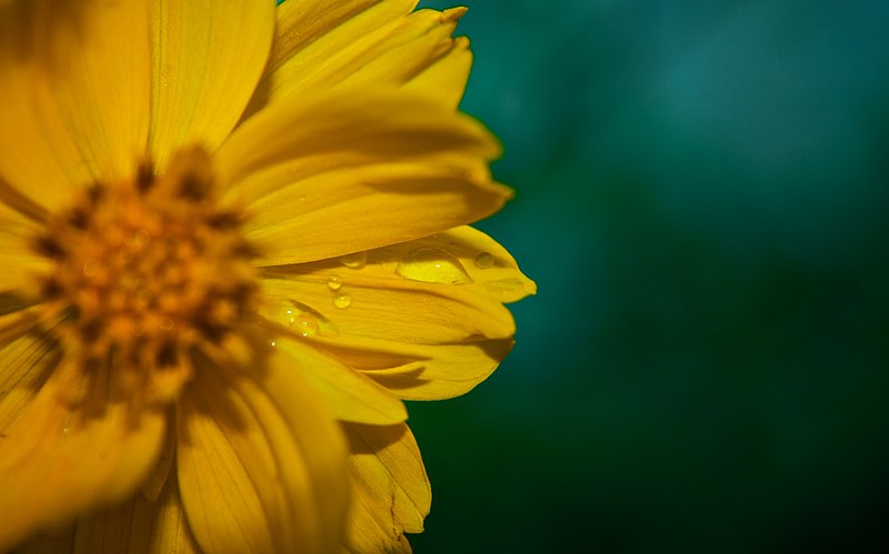 File:Flower with water drops (2598448463).jpg