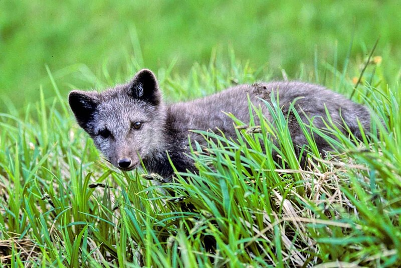 File:Fox pup in grass.jpg