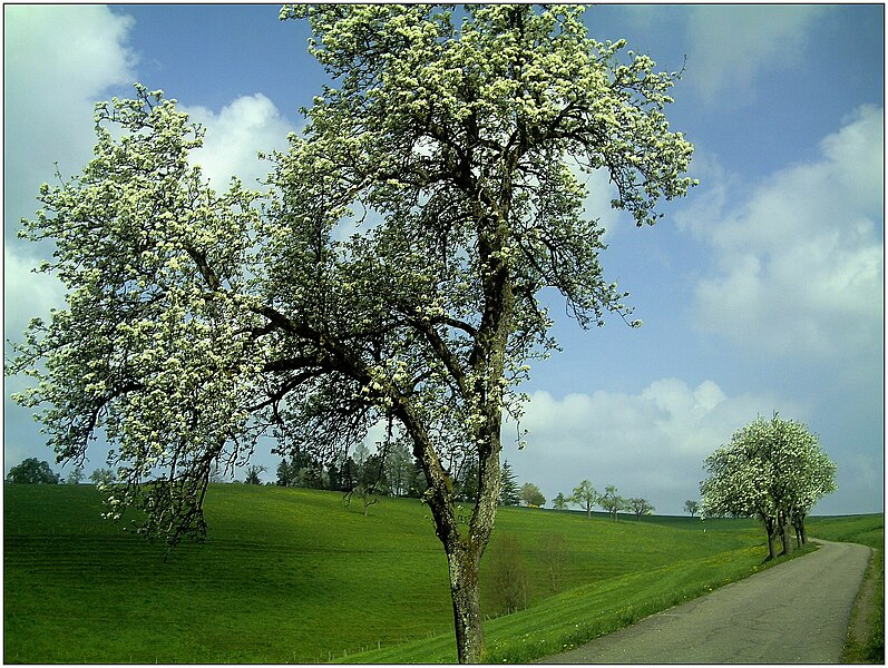 File:Frühlingsfarben - Allmendingen- panoramio.jpg