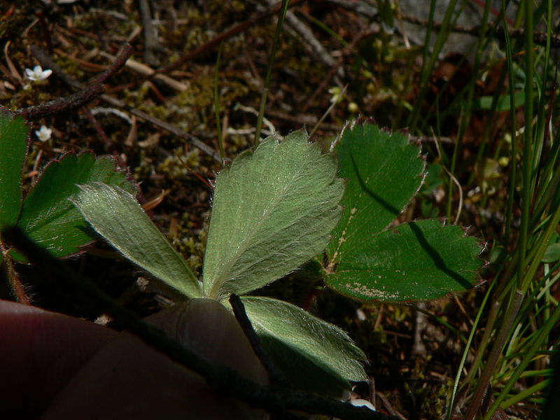 File:Fragaria virginiana 39065.JPG