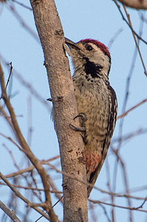 Freckle-breasted woodpecker Species of bird