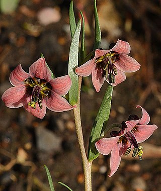 <i>Fritillaria karelinii</i> Species of plant