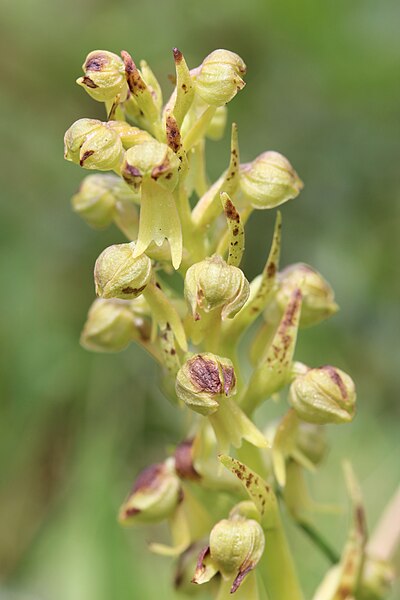 File:Frog Orchid - Coeloglossum viride (14433587942).jpg