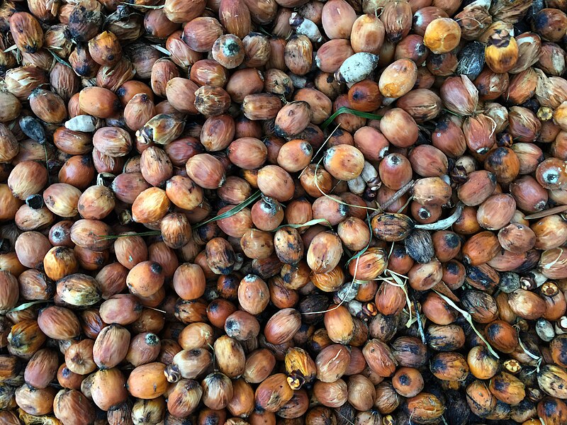 File:Fruit of an unidentified palm.jpg