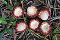 Fruits of pulasan (Nephelium mutabile)