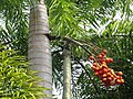 Dompolan buah dari batang Wodyetia bifurcata