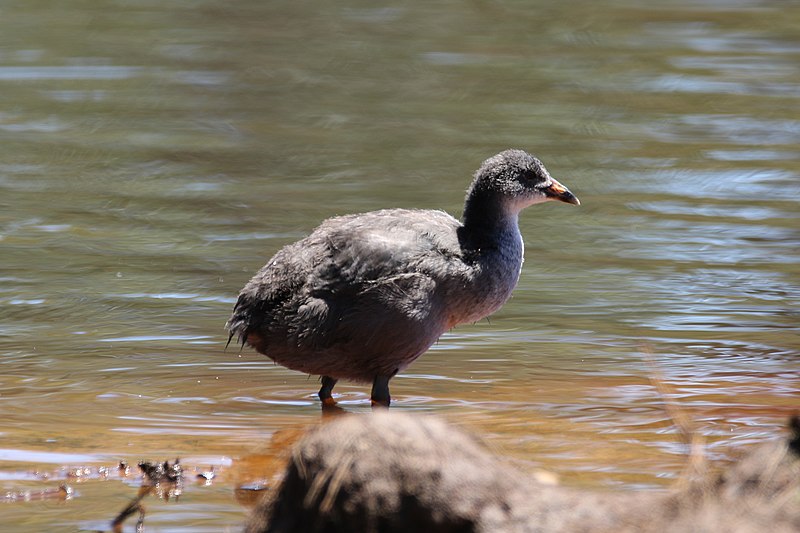 File:Fulica atra (32580909201).jpg